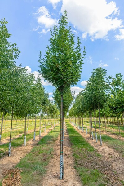 Fraxinus ornus 'Obelisk'haute-tige