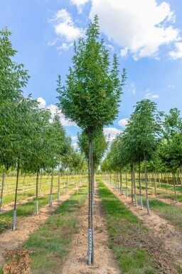 Fraxinus ornus 'Obelisk'haute-tige