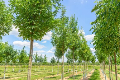 Fraxinus ornus 'Obelisk'haute-tige