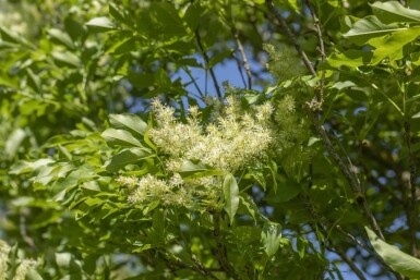 Fraxinus ornus 'Obelisk'haute-tige
