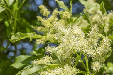 Fraxinus ornus 'Obelisk'haute-tige