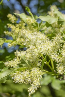 Fraxinus ornus 'Obelisk'haute-tige