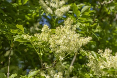 Fraxinus ornus 'Obelisk'haute-tige