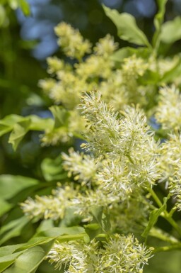Fraxinus ornus 'Obelisk'haute-tige