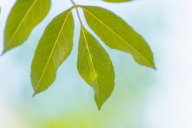 Fraxinus ornus 'Obelisk'haute-tige