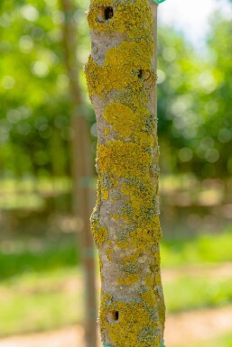 Fraxinus ornus 'Obelisk'haute-tige