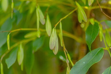 Fraxinus ornus 'Obelisk'haute-tige