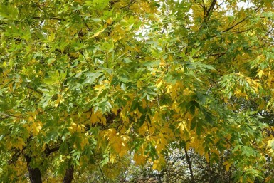 Fraxinus pennsylvanica haute-tige