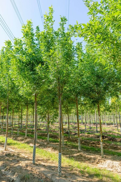 Fraxinus pennsylvanica 'Summit' haute-tige 14/16