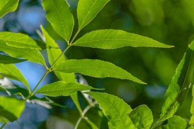 Fraxinus pennsylvanica 'Summit' haute-tige 14/16