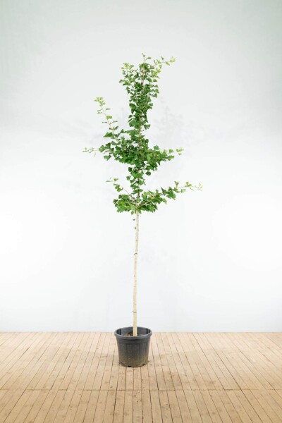 Ginkgo biloba haute-tige 16/18