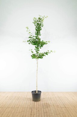 Ginkgo biloba haute-tige