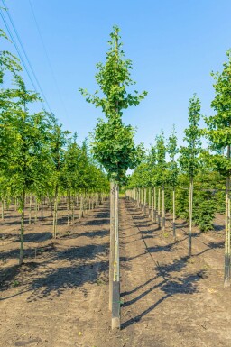 Ginkgo biloba haute-tige