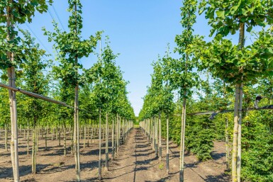 Ginkgo biloba haute-tige 16/18
