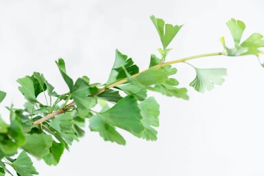 Ginkgo biloba haute-tige 16/18