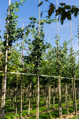 Ginkgo biloba haute-tige 16/18