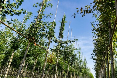 Ginkgo biloba haute-tige 16/18