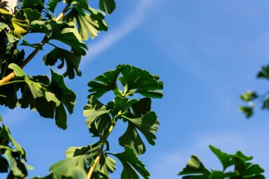 Ginkgo biloba haute-tige 16/18