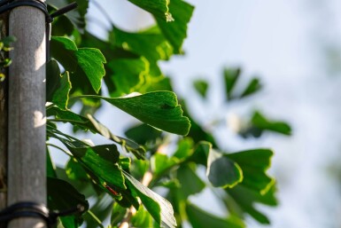 Ginkgo biloba haute-tige 16/18