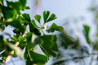 Ginkgo biloba haute-tige 16/18