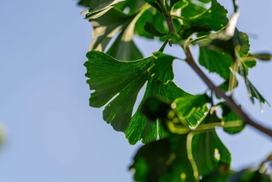 Ginkgo biloba haute-tige 16/18