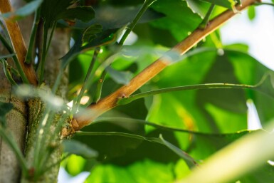 Ginkgo biloba haute-tige 16/18