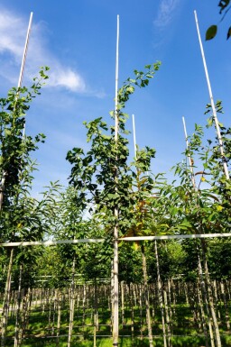 Ginkgo biloba haute-tige 16/18
