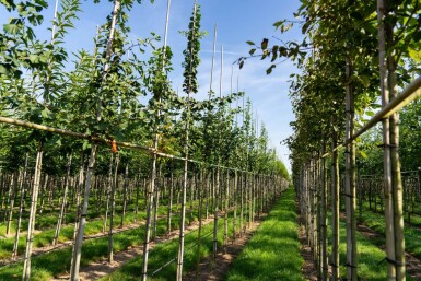 Ginkgo biloba haute-tige 16/18