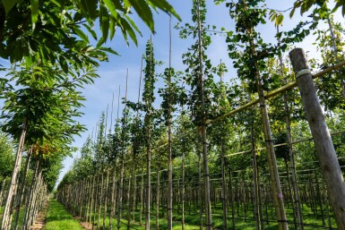 Ginkgo biloba haute-tige 16/18