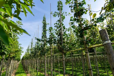 Ginkgo biloba haute-tige 16/18