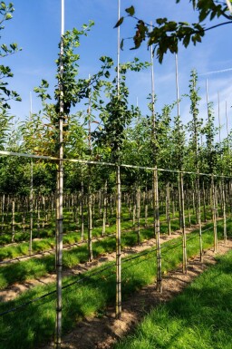 Ginkgo biloba haute-tige 16/18