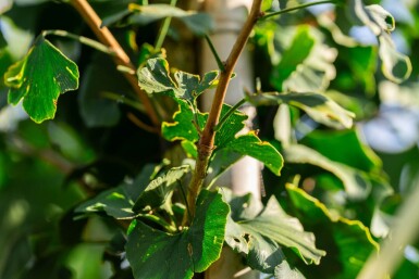 Ginkgo biloba haute-tige 16/18