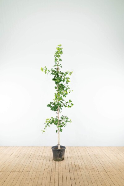 Ginkgo biloba baliveau 4-6