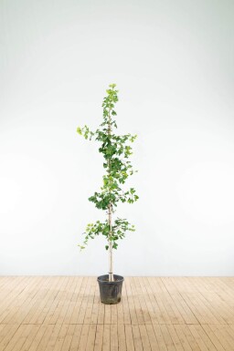 Ginkgo biloba baliveau