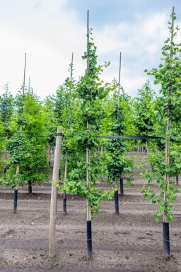 Ginkgo biloba baliveau