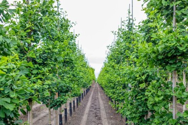 Ginkgo biloba baliveau 4-6