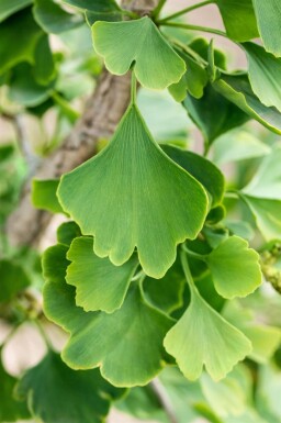 Ginkgo biloba baliveau 4-6