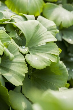 Ginkgo biloba baliveau 4-6