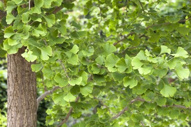 Ginkgo biloba baliveau 4-6