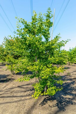 Ginkgo biloba cépée