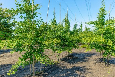 Ginkgo biloba cépée