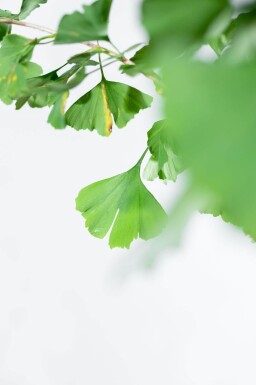 Ginkgo biloba cépée