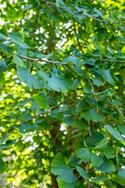 Ginkgo biloba cépée
