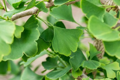 Ginkgo biloba cépée