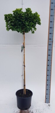 Ginkgo biloba 'Mariken' boule sur tige