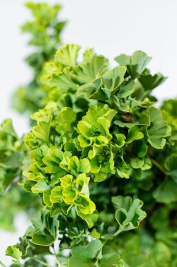 Ginkgo biloba 'Mariken' boule sur tige