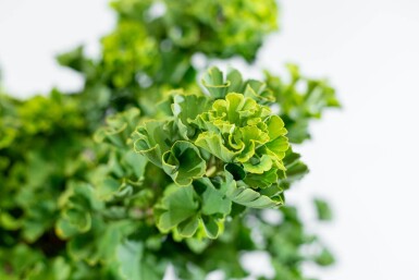 Ginkgo biloba 'Mariken' boule sur tige 90cm tronc