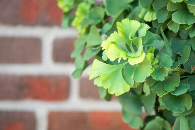 Ginkgo biloba 'Mariken' boule sur tige 90cm tronc