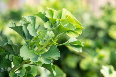 Ginkgo biloba 'Mariken' boule sur tige 90cm tronc