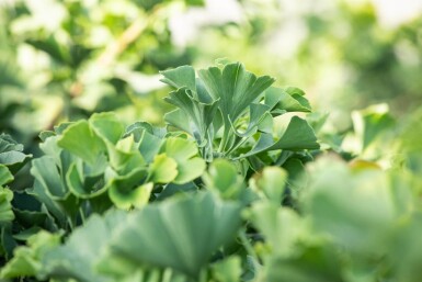 Ginkgo biloba 'Mariken' boule sur tige 90cm tronc